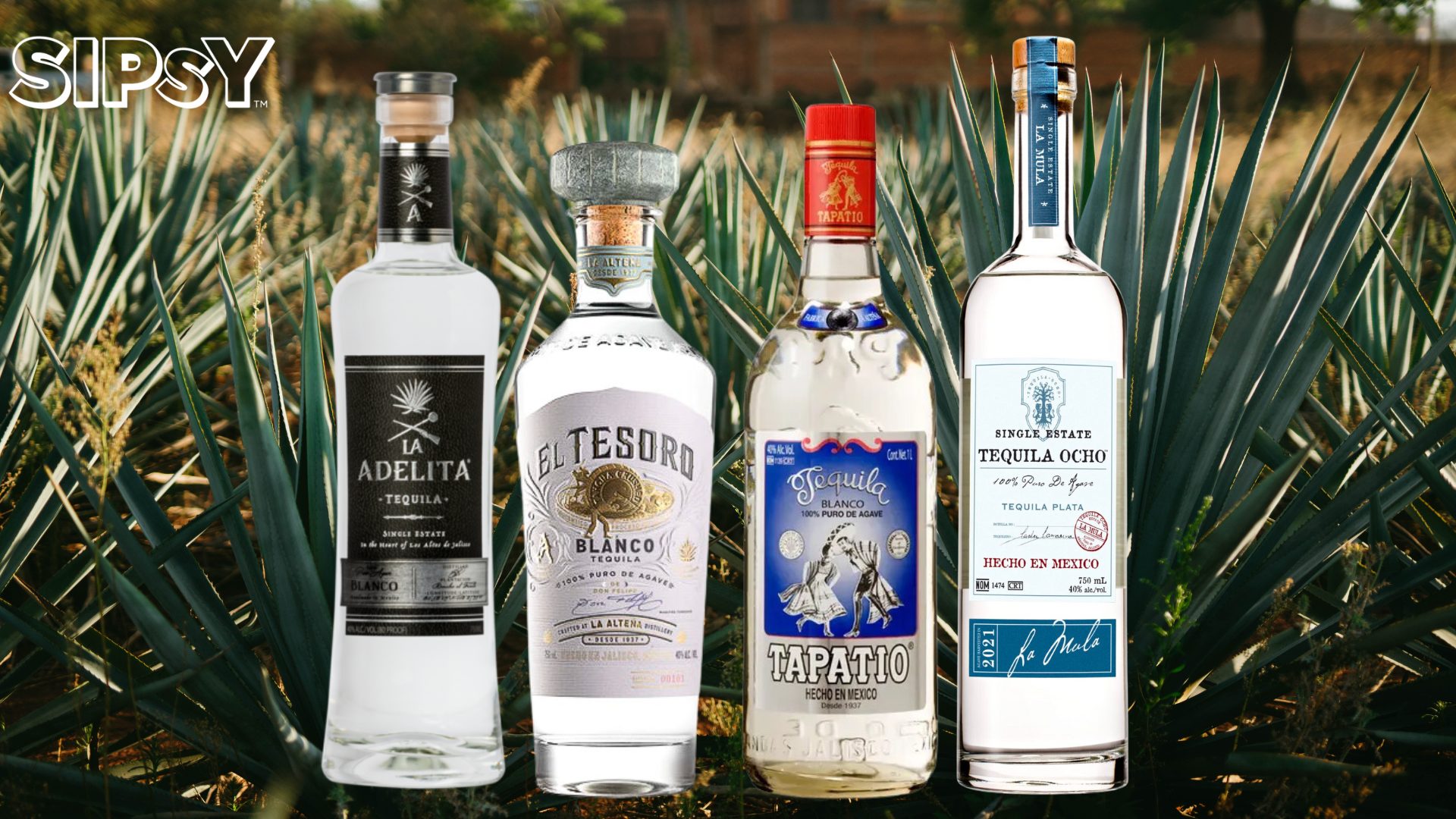 The Best Blanco Tequilas Under $50: A Flavorful Fiesta!